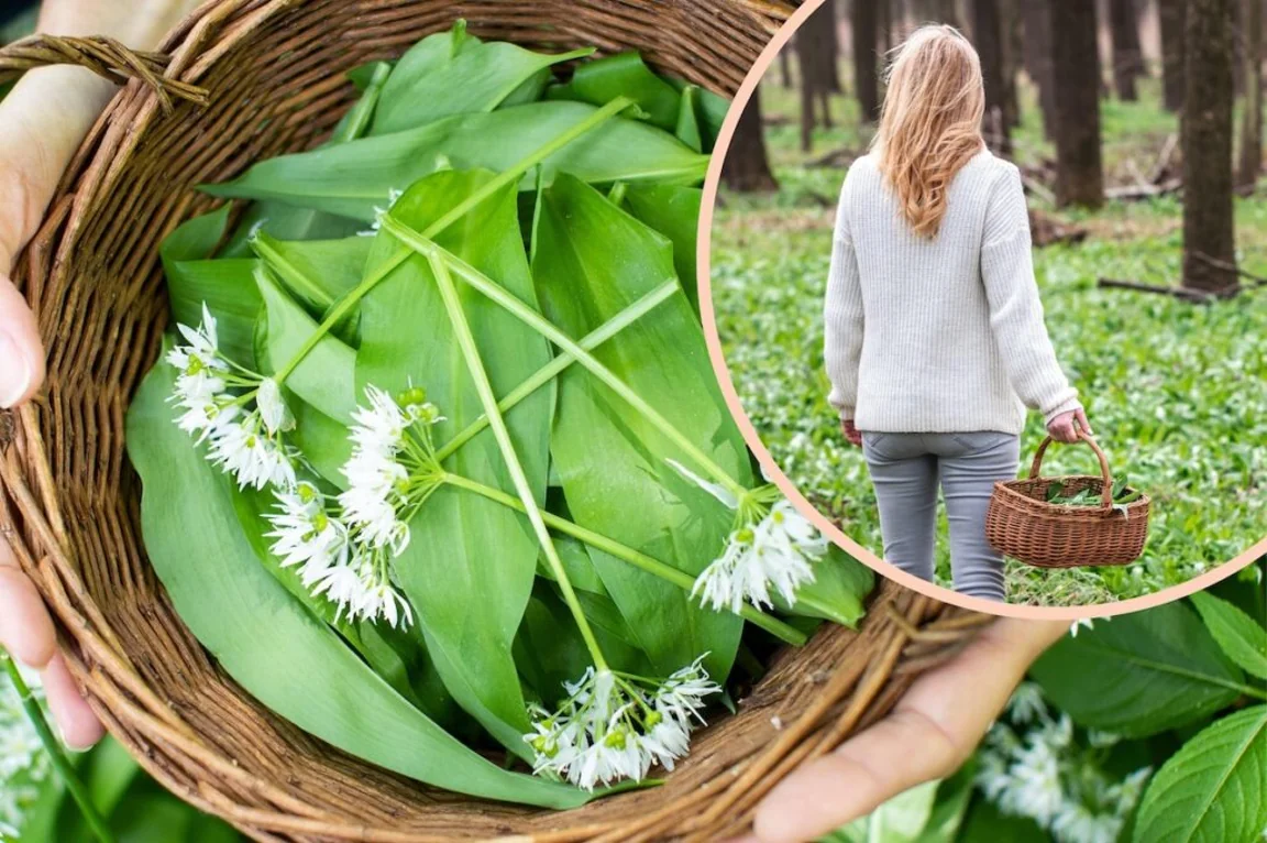 It’s time to accept we’ve all lost our minds over wild garlic