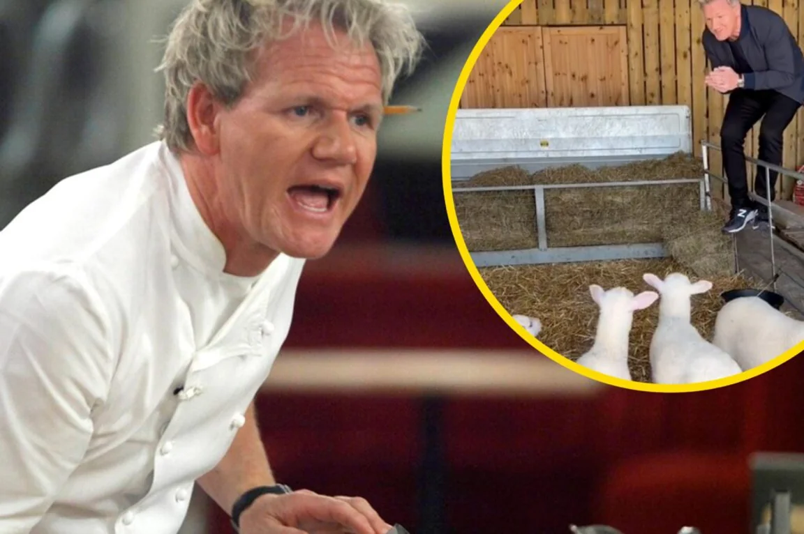 PETA issue scathing response to Gordon Ramsay lamb video