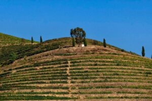 portugal wine vineyard