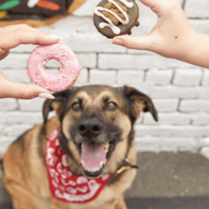 krispy kreme dog doughnuts