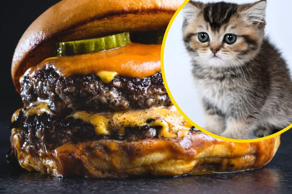 Vegan activist group suggests eating meat is no better than eating ‘kittens, puppies or ponies’