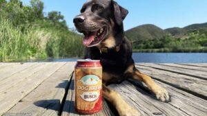 busch beer for dogs