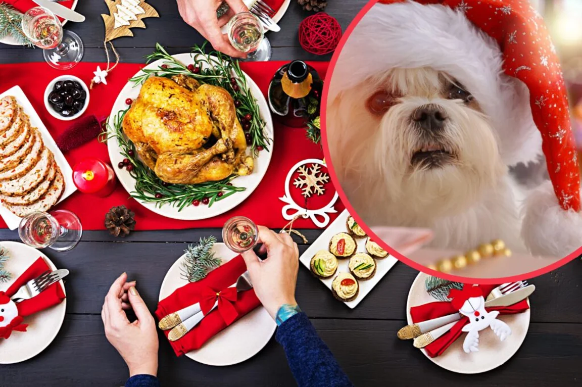 People are debating whether you should let your dog sit at the Christmas dinner table