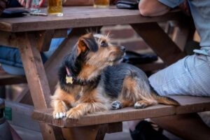 dog in a pub