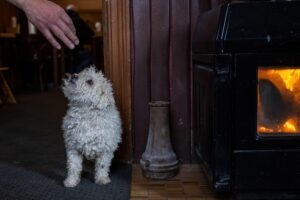 dog in a pub