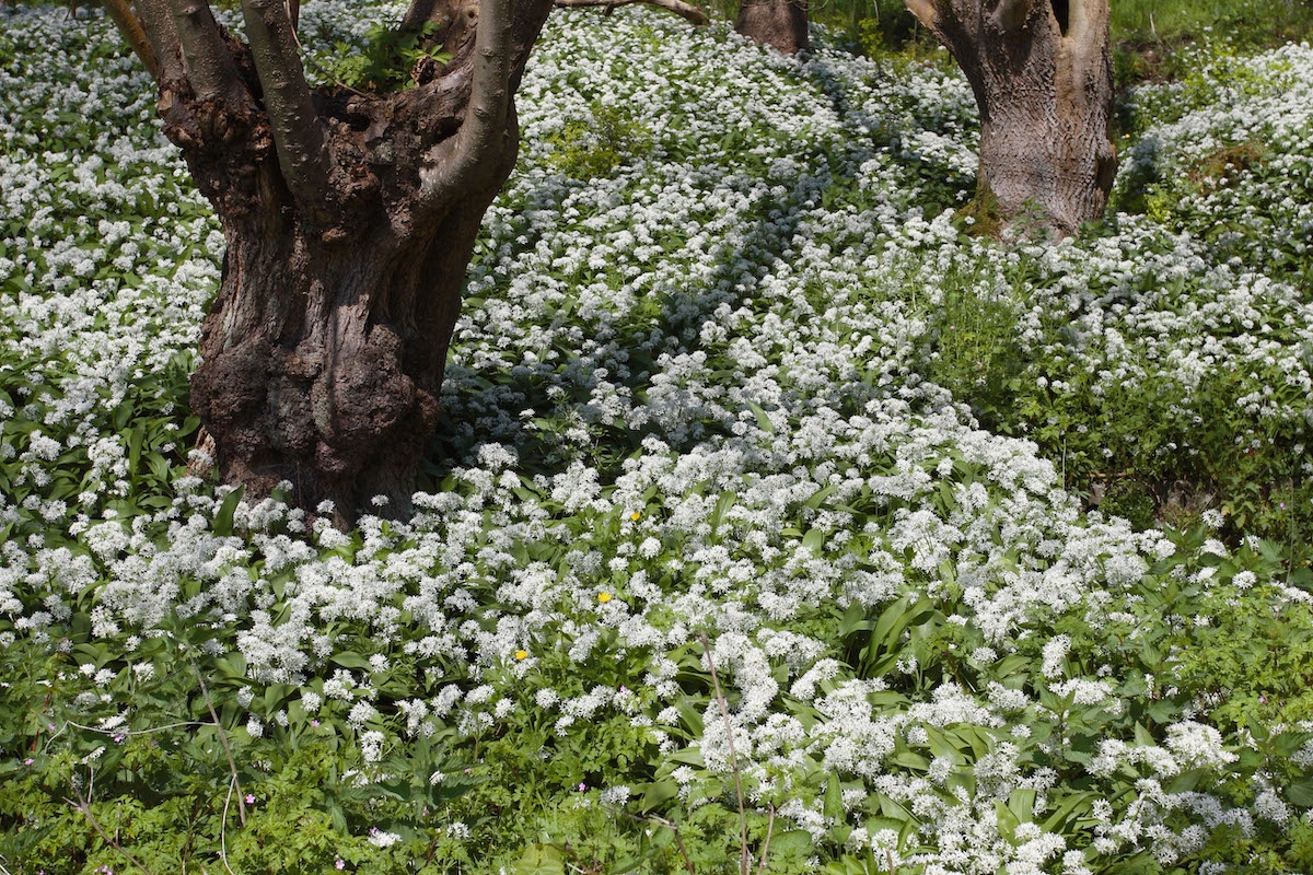 how to cook wild garlic