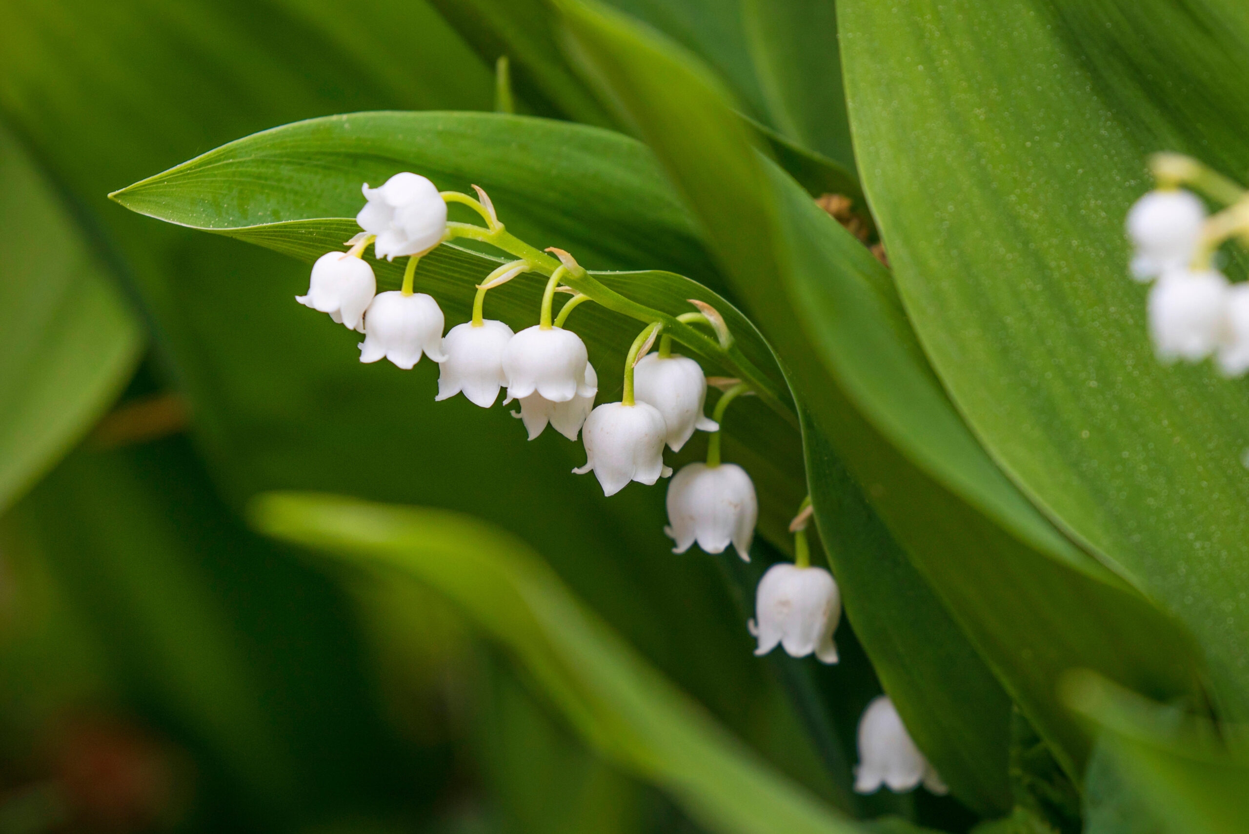 wild garlic lily of the valley difference