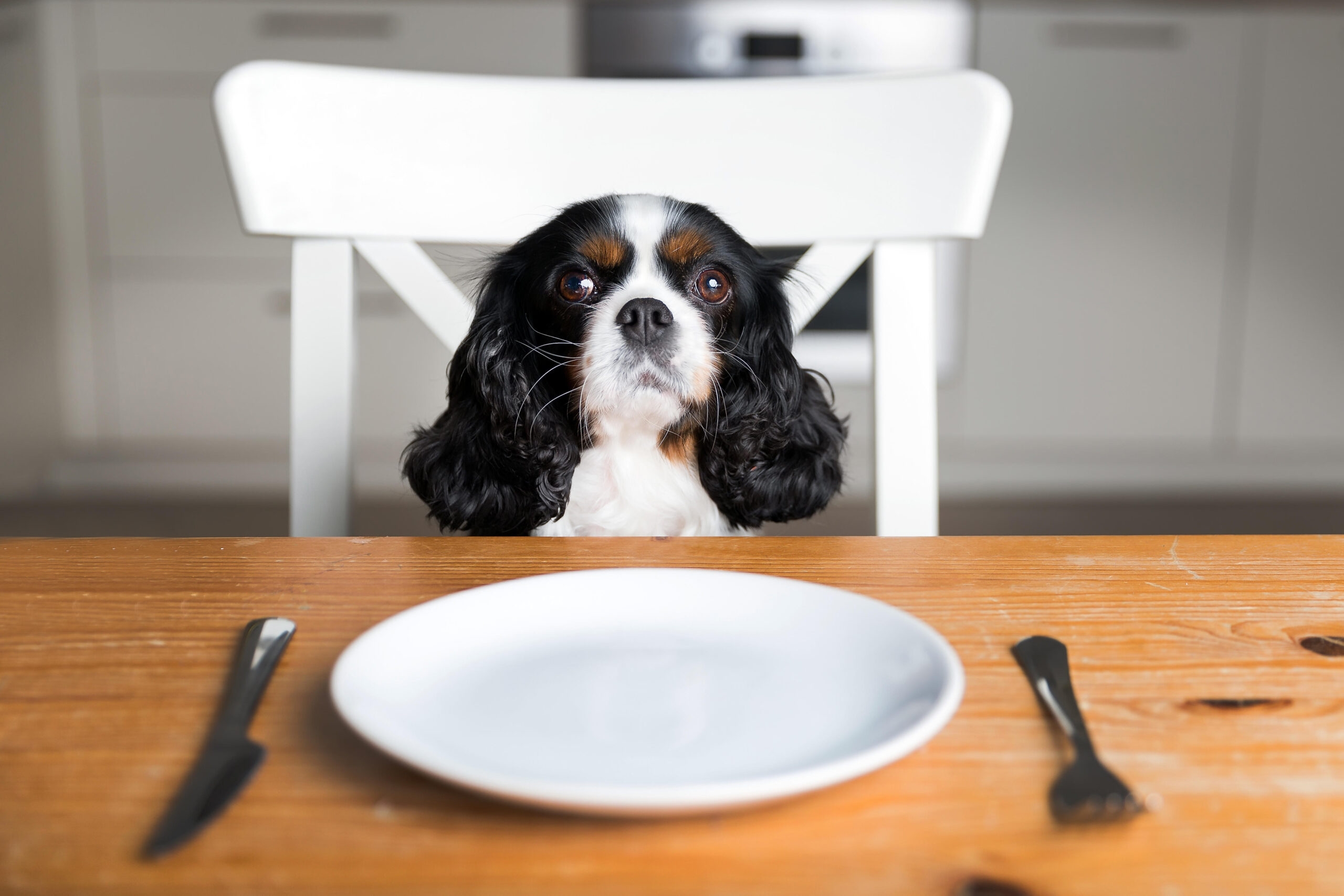 DOGUE DOG fine dining restaurant san francisco