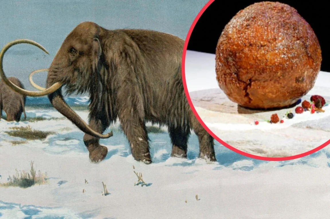 Company makes giant meatball out of lab grown mammoth meat