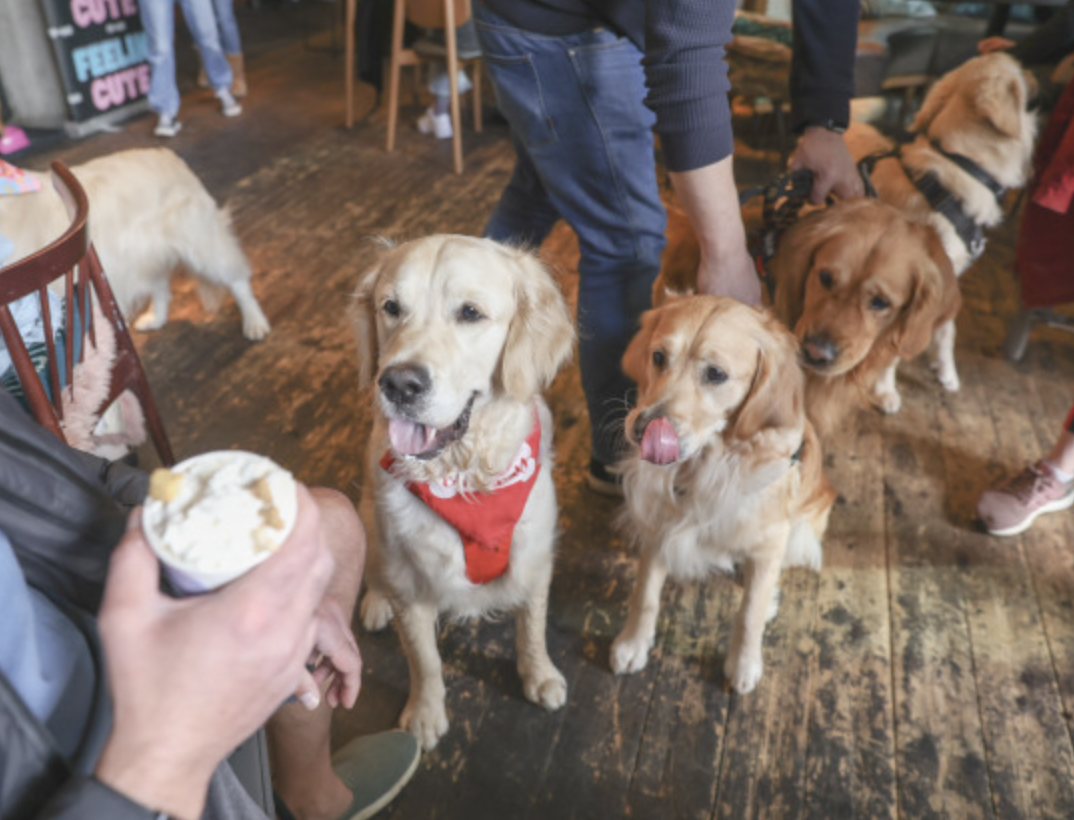 pop and bark golden retriever pop up cafe dog