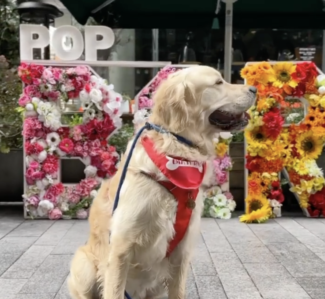 pop and bark golden retriever pop up cafe dog