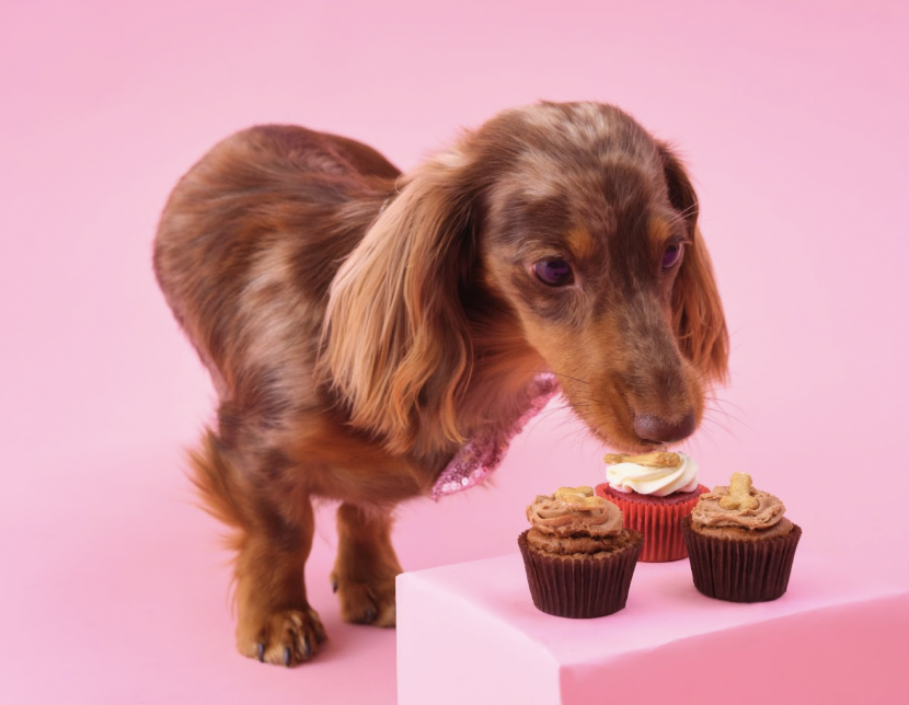 lolas cupcakes pupcakes dog