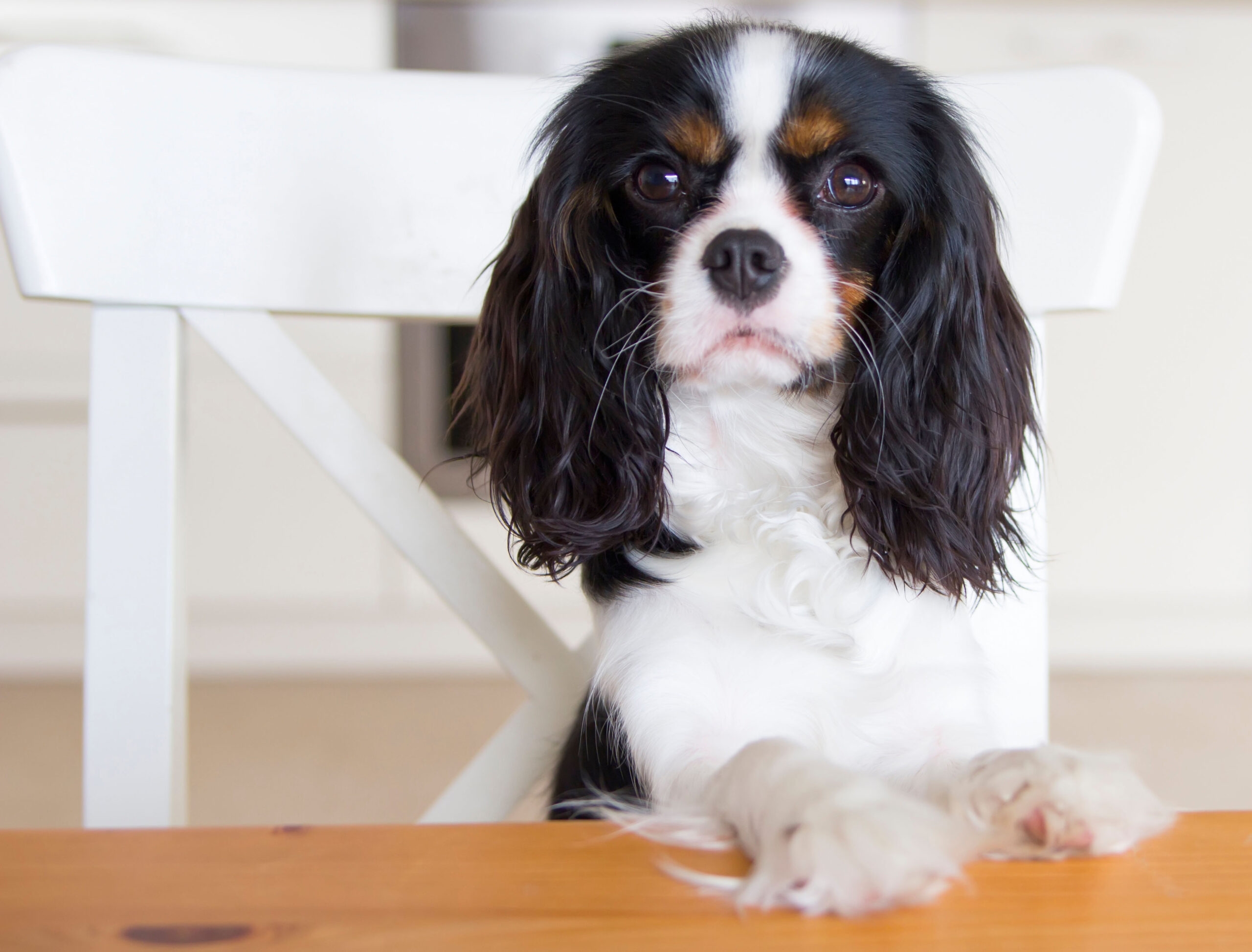 mcdonalds dog table reddit