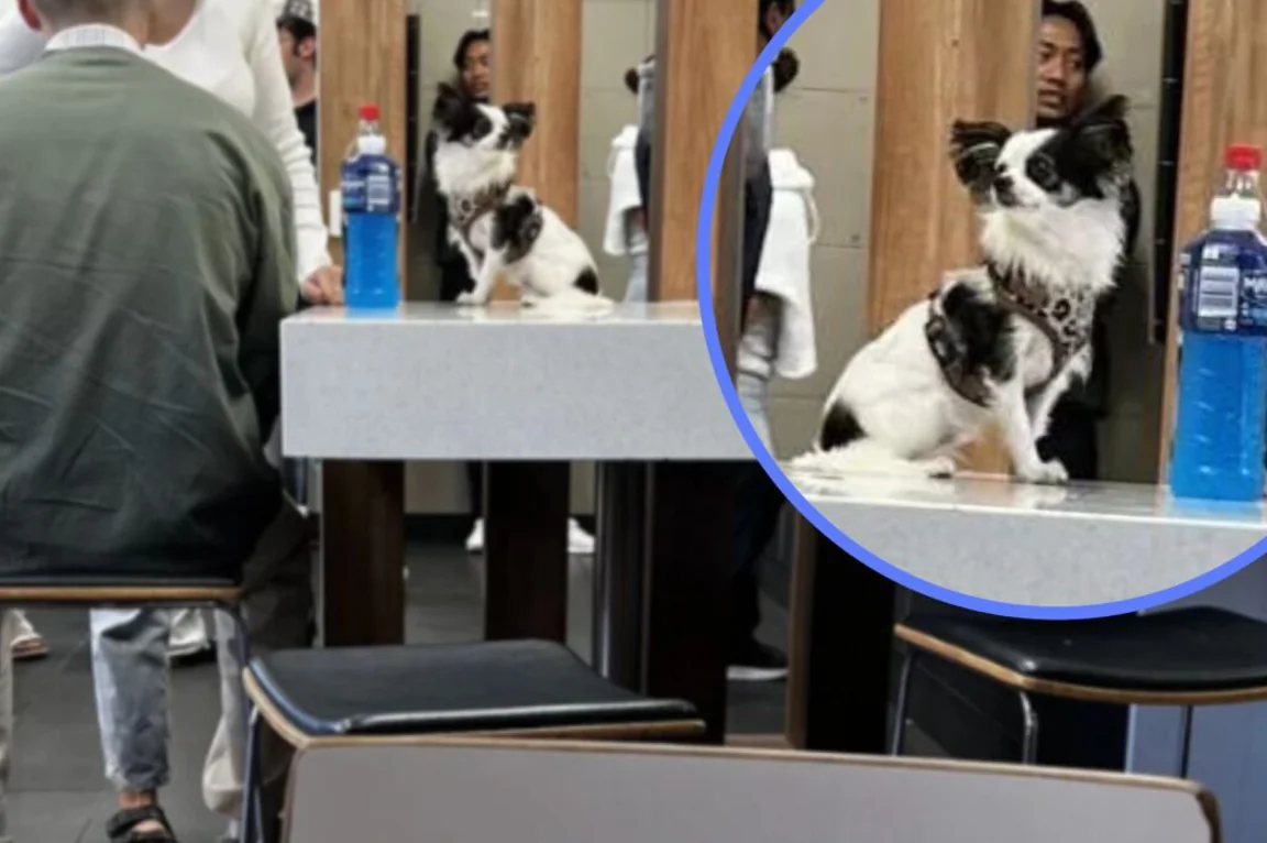 People are divided after McDonald’s diner lets dog sit on table as they eat
