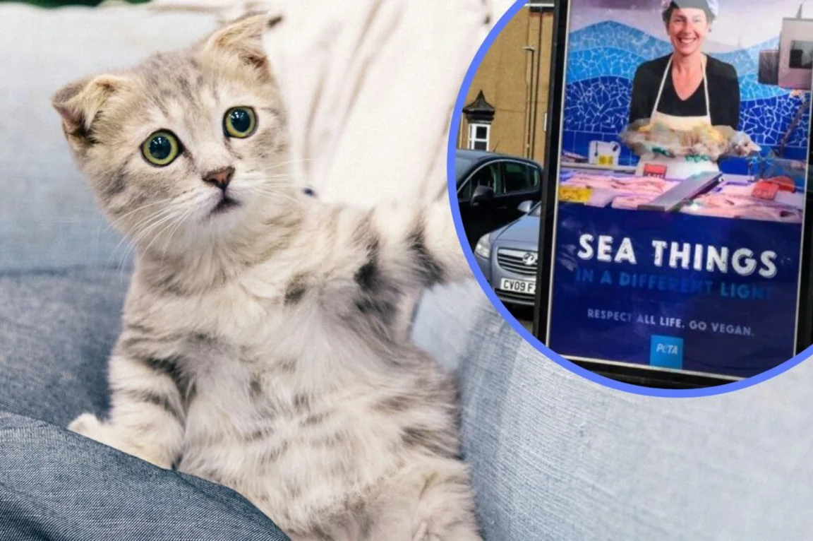 PETA sparks debate by claiming eating fish is the ‘same as eating cats’ in new campaign