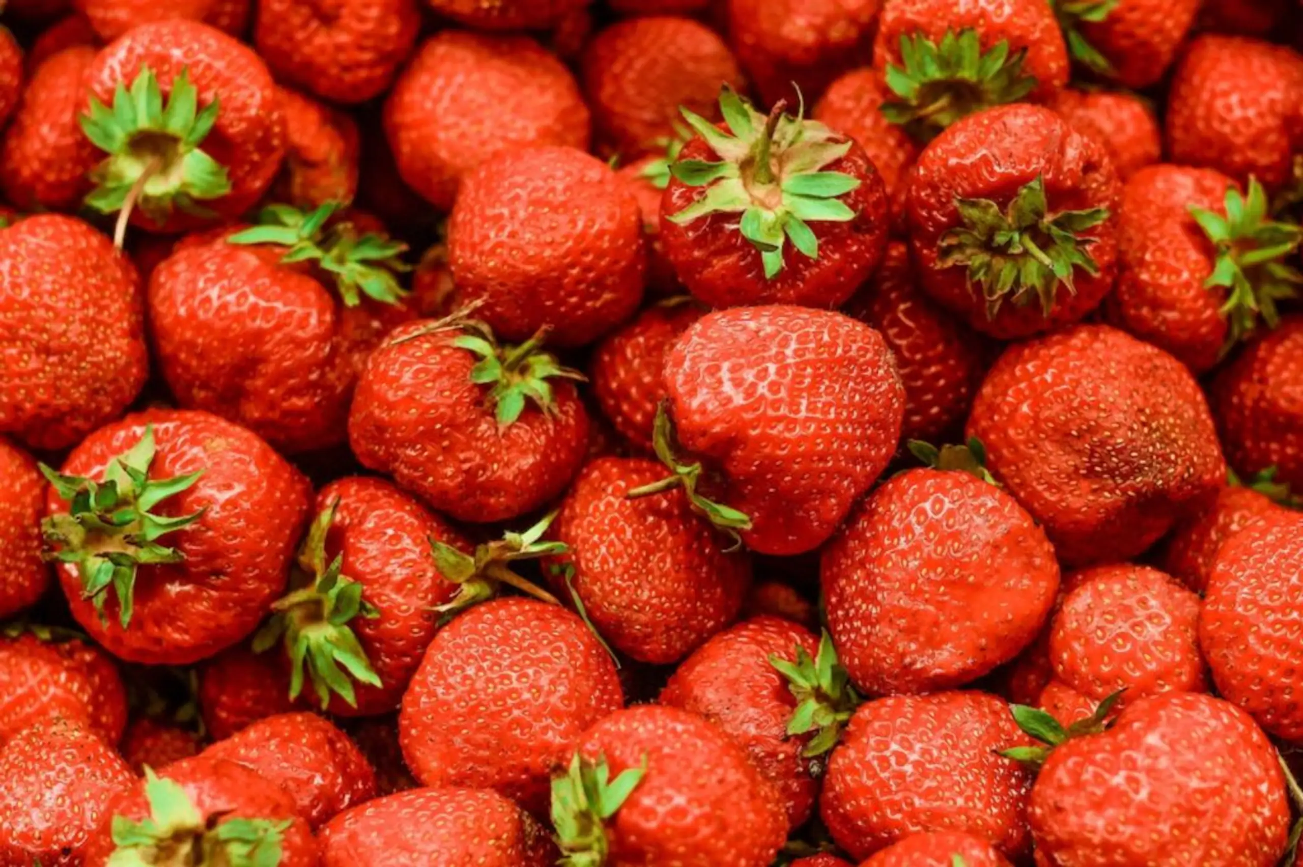 PSA: Little bugs crawl out your strawberries when you rinse them in salt water