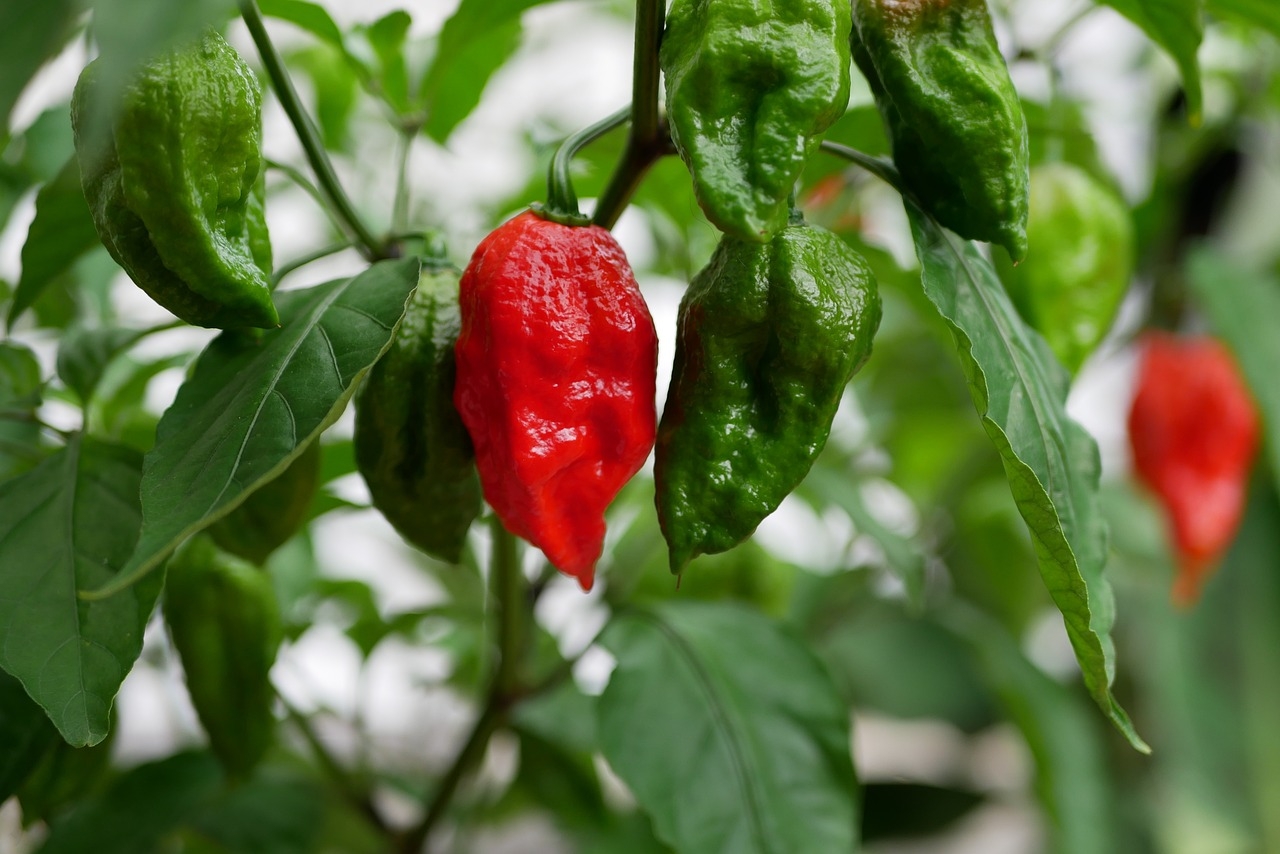 cheetos ghost pepper