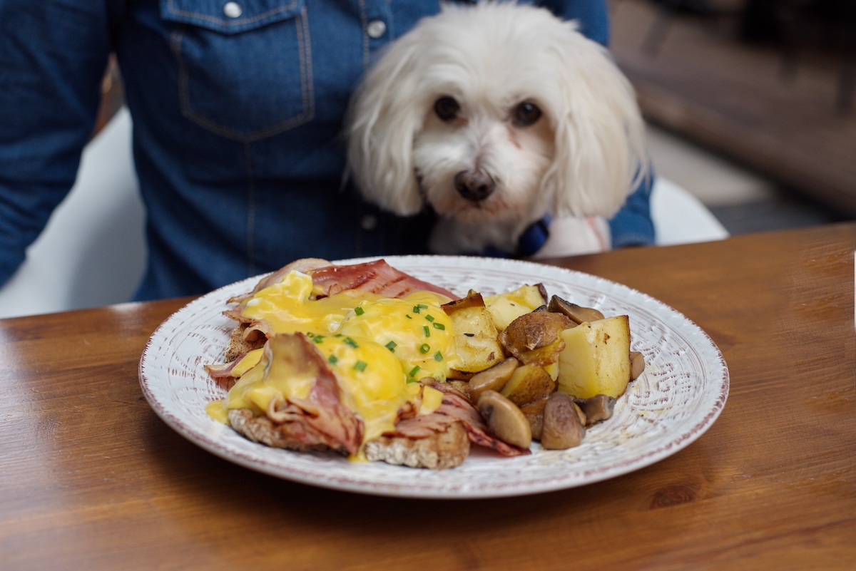 the parakeet review jay rayner pro dog policy guardian