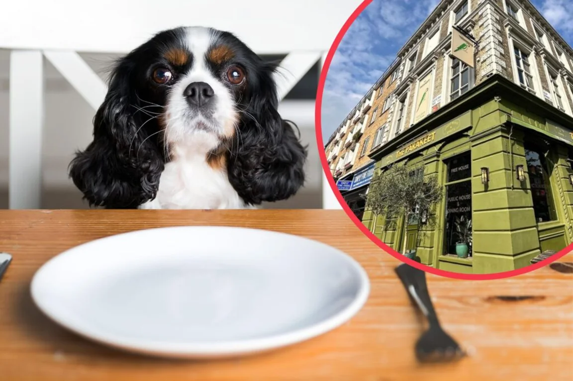 People are debating dogs in restaurants after Jay Rayner review