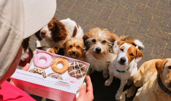 krispy kreme doggie doughnuts dog uk