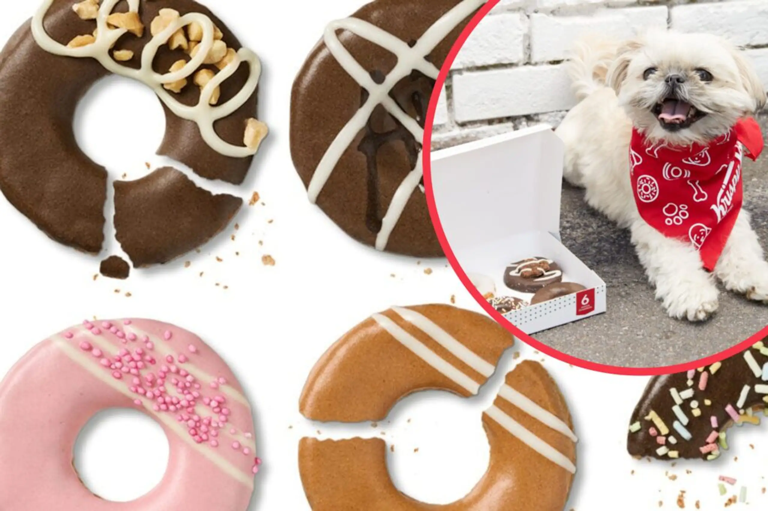 Krispy Kreme launches limited edition doughnuts for dogs
