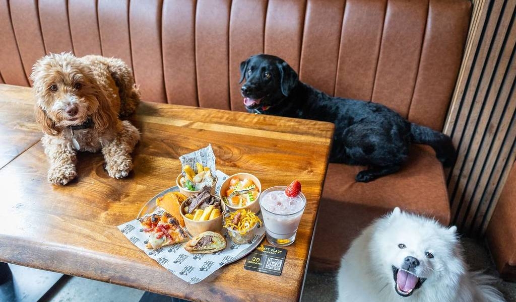 7.-Three-dogs-with-food-min-1024x683.jpg