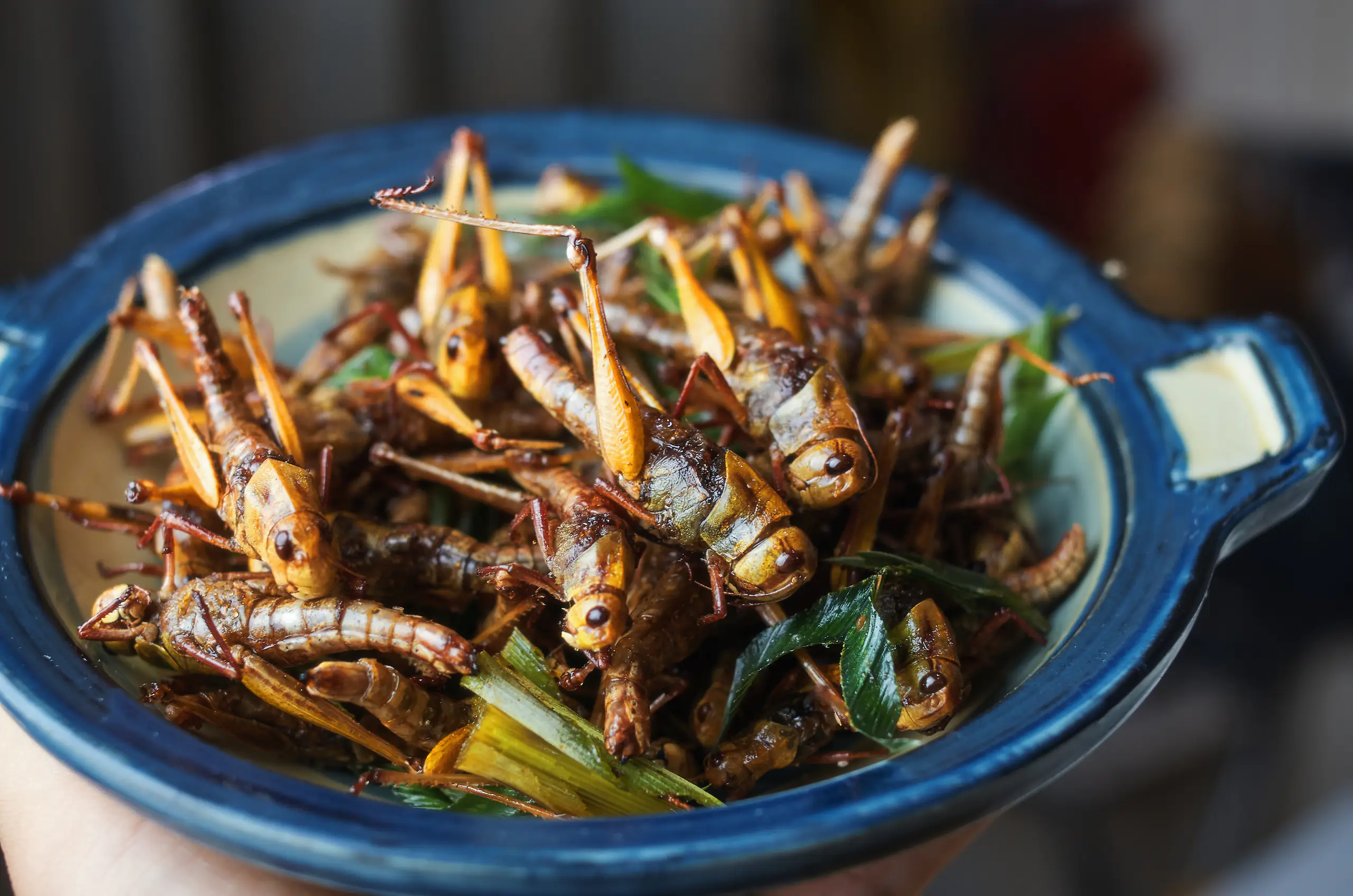 Singapore approves 16 insects for human consumption