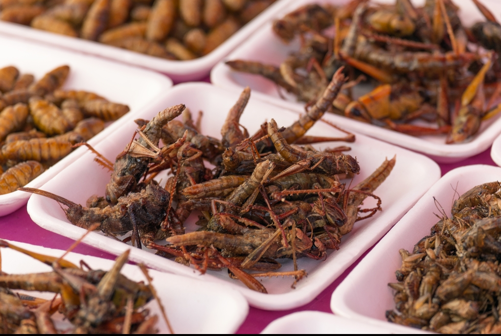 insects singapore eating edible