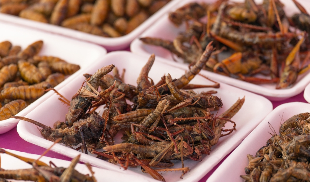 insects singapore eating edible