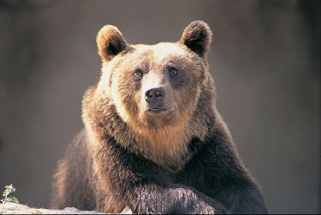 A tourist was attacked by a bear while taking selfies in her car. Credit: DEA / G. CARFAGNA / Getty