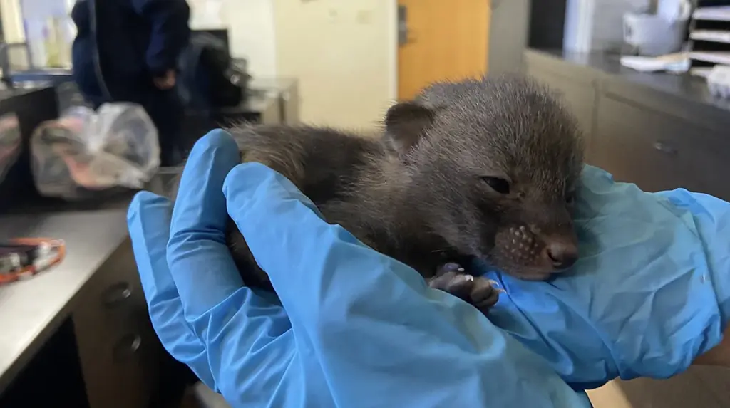 It turns out that the "kittens" were actually grey foxes, and should have been left where they were found. Credit: Arizona Humane Society