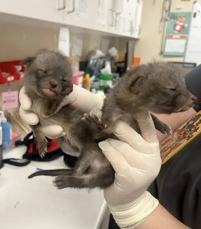 A person with good intentions thought they had stumbled upon a nest of abandoned kittens. Credit: Arizona Humane Society