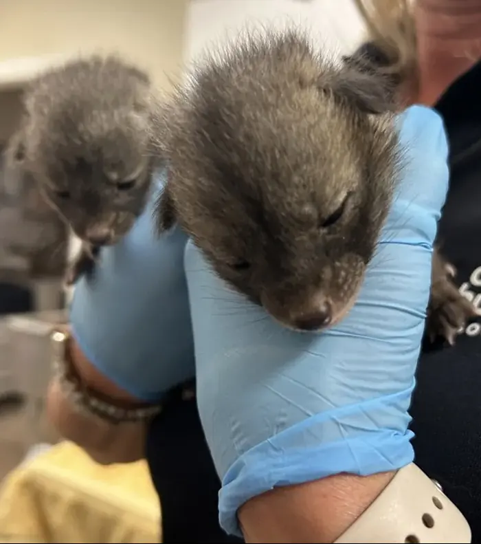 It's advised to leave animals where they are, and to contact experts to handle the situation. Credit: Arizona Humane Society