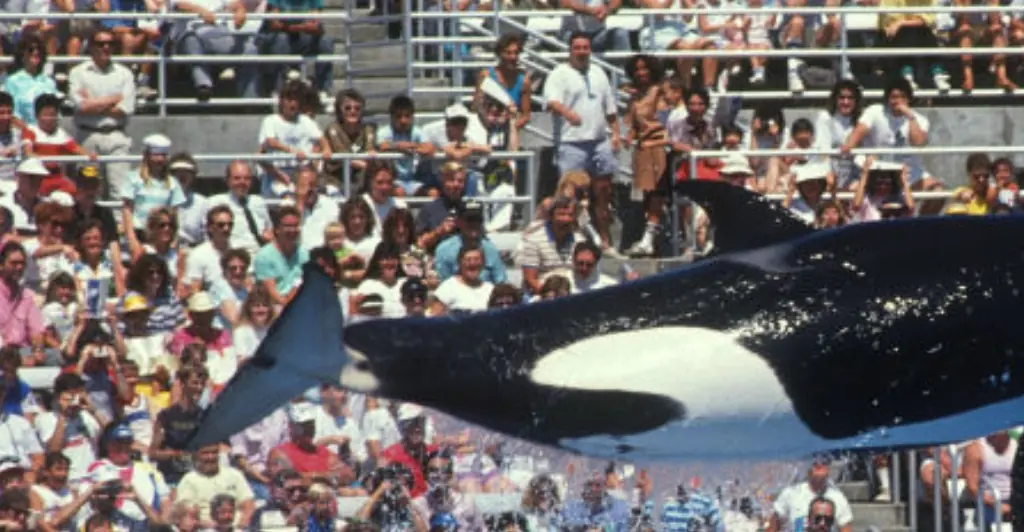 orca
