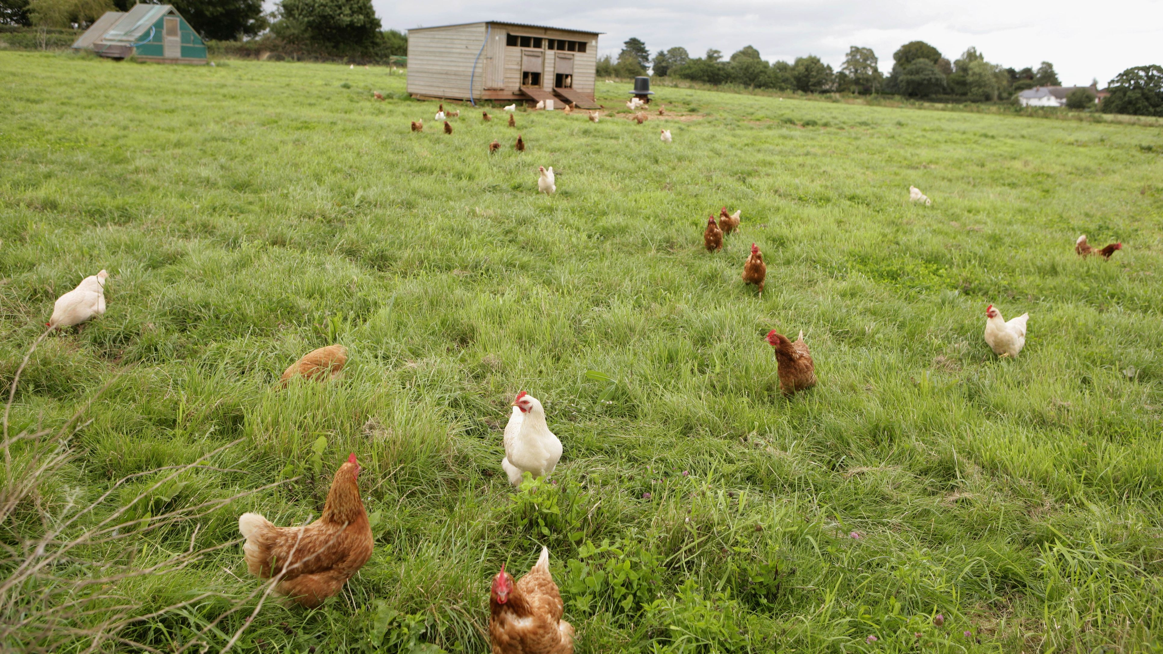 what does free-range mean?