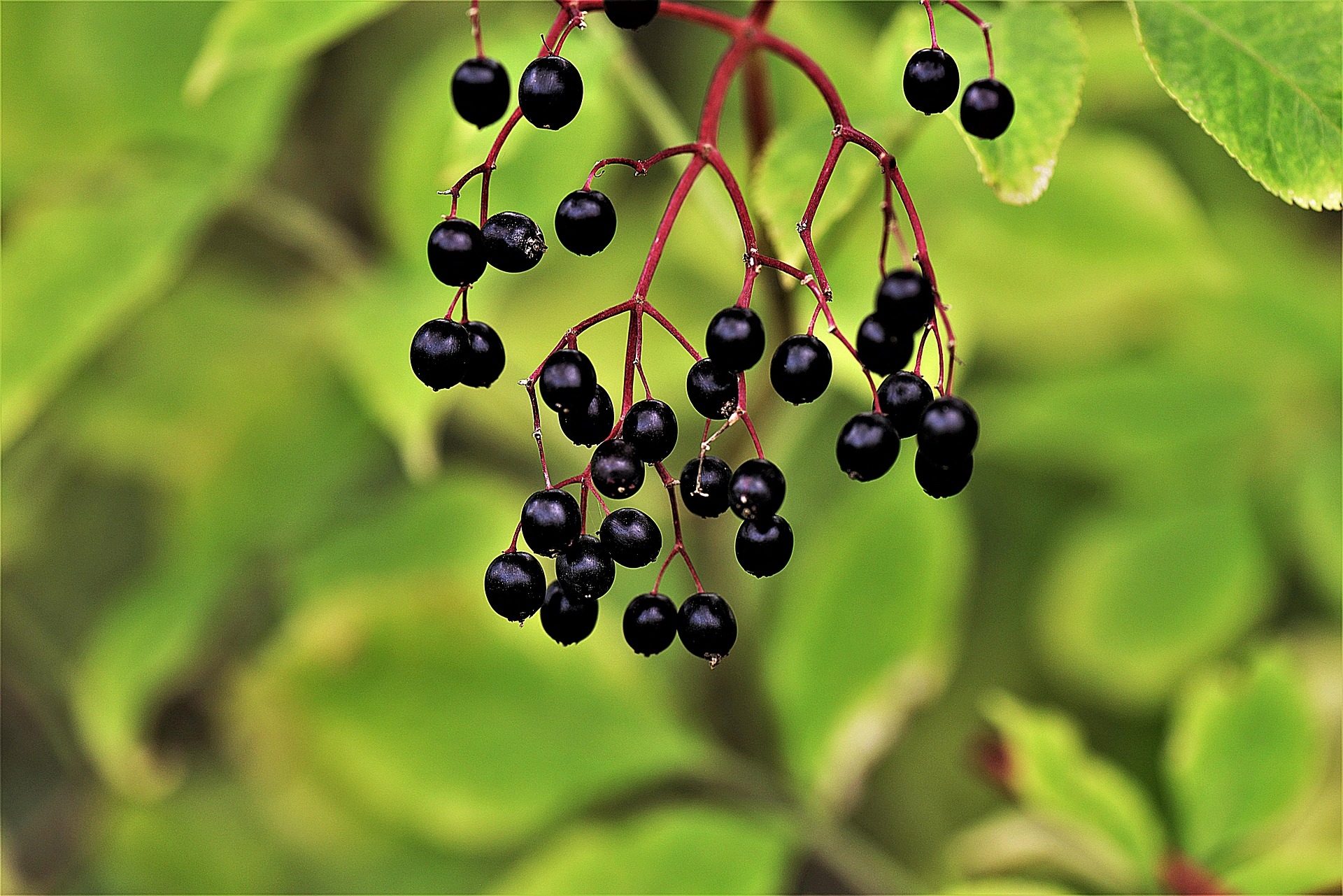 Elderberries toxic