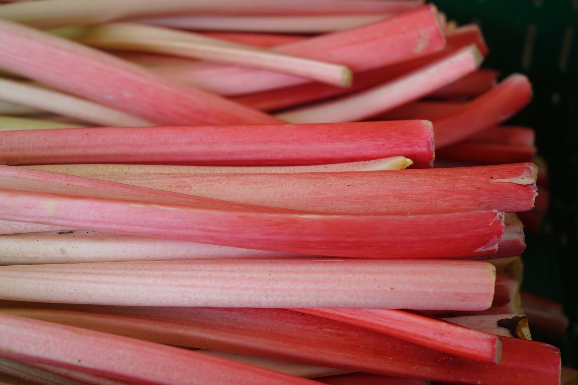 Rhubarb poisonous