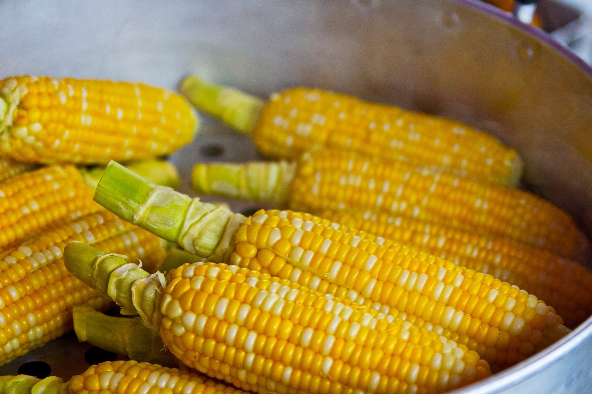 Corn causes rare food allergies