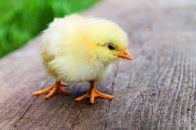 chick on a log