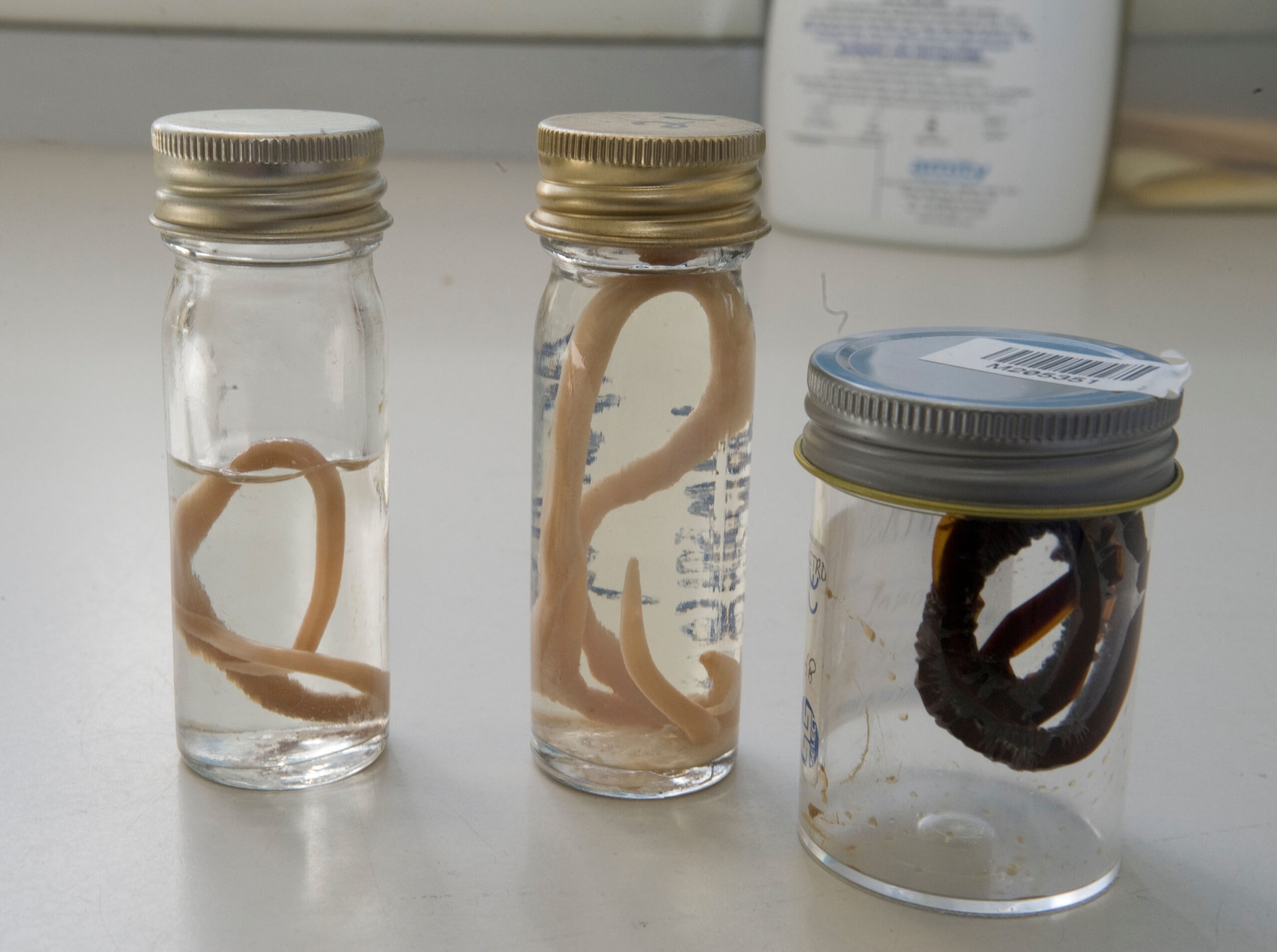 Tapeworm in a bottle