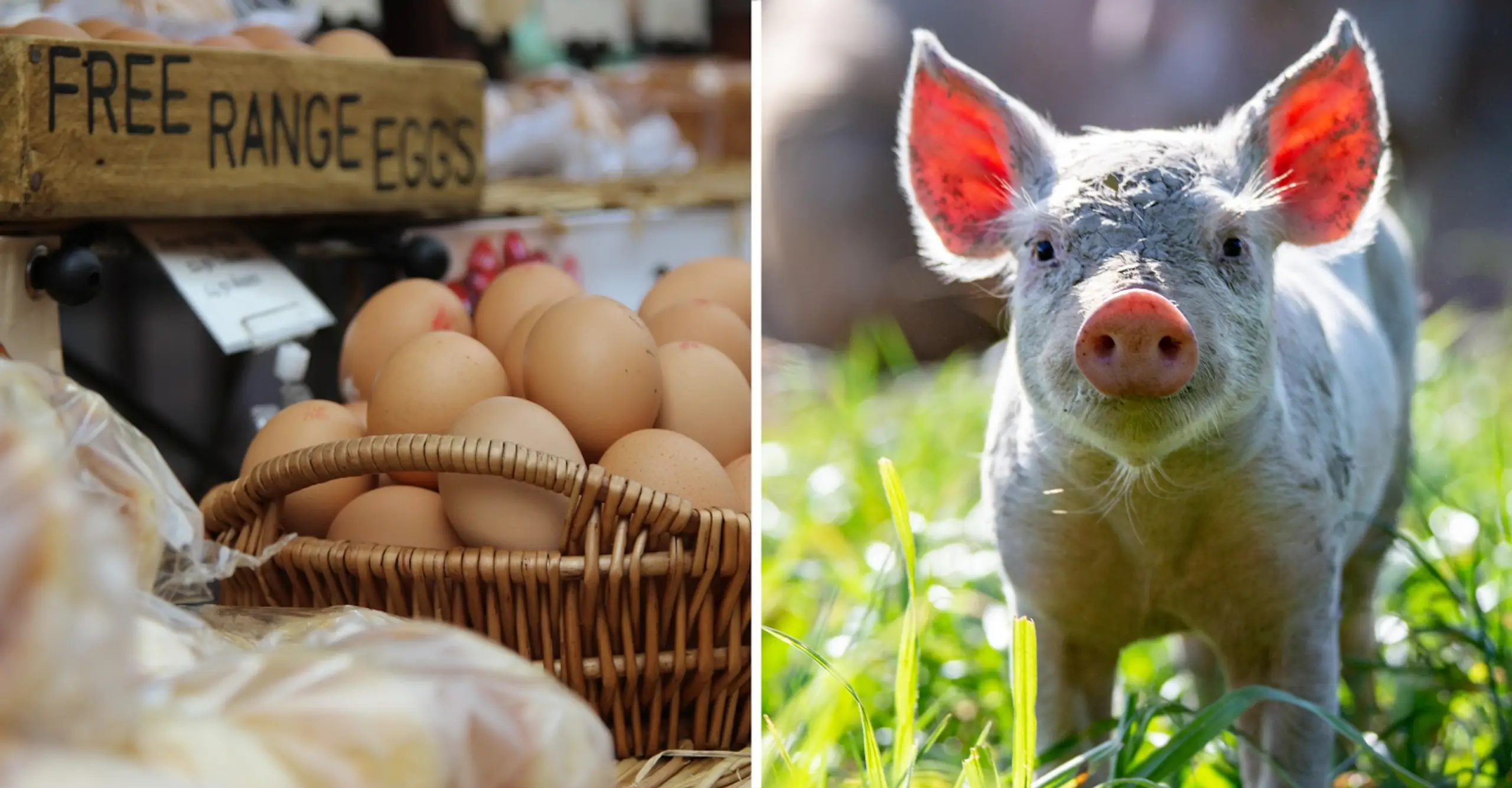 What does Free Range mean in the UK? The truth is pretty unsettling