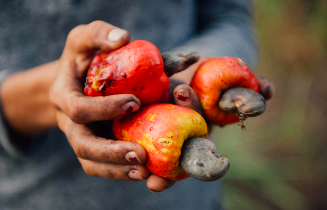 Cashew nuts human rights