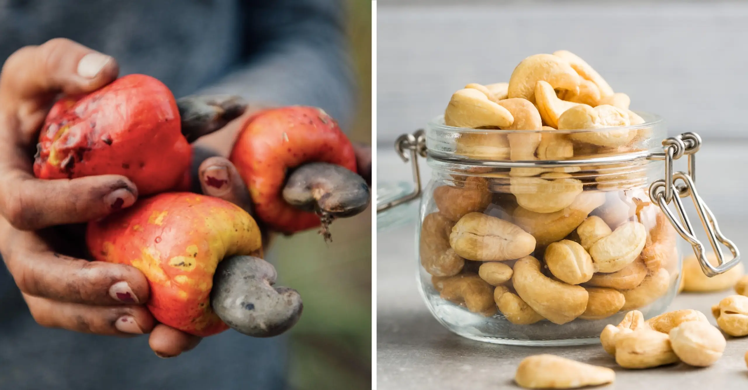 Where do cashew nuts come from? Human Rights Watch speaks out