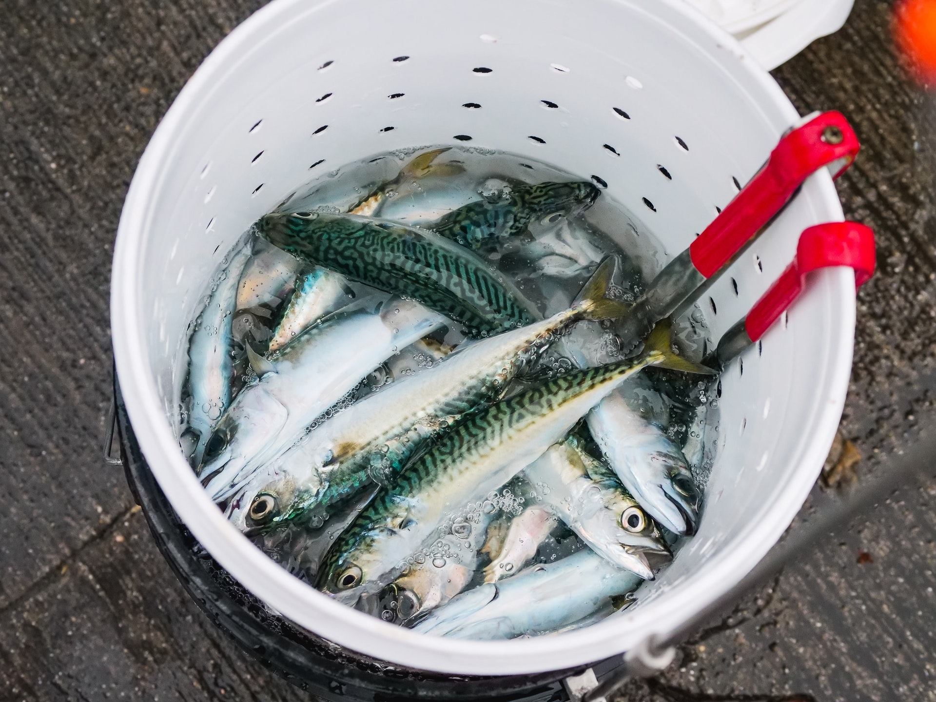 Mackerel prisons