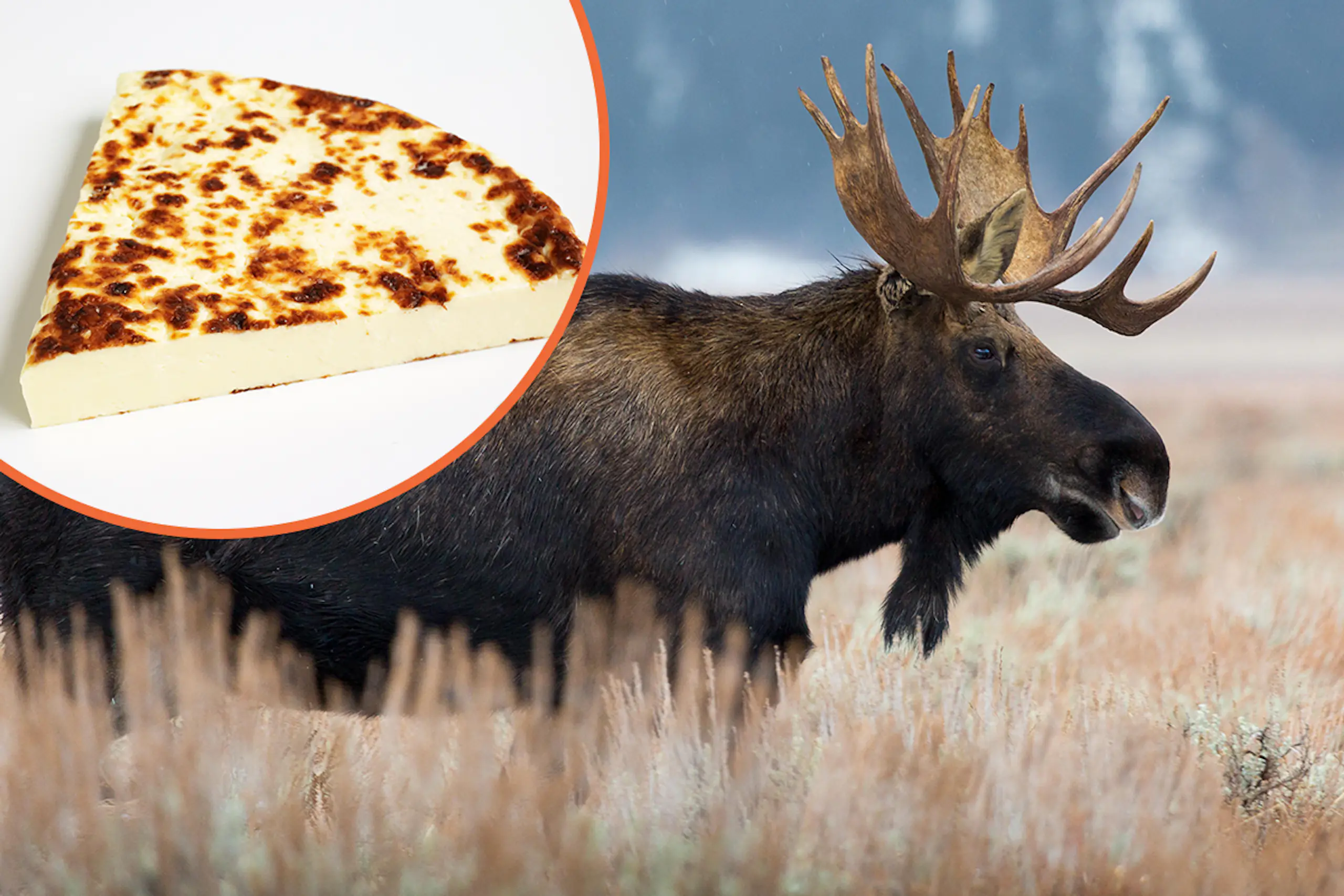 What animal does cheese come from? 7 animals that will shock you