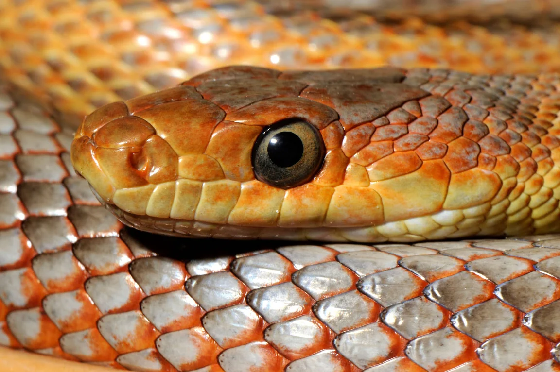 Why Vietnam’s ‘snake village’ is one of the weirdest food destinations on earth