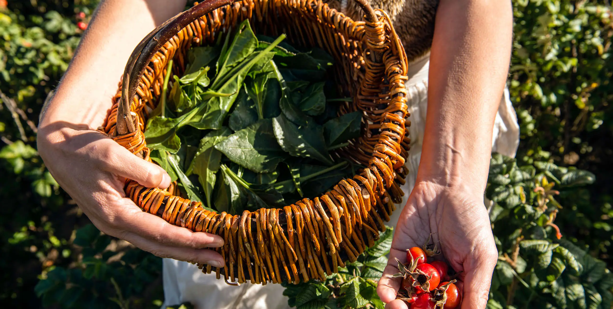 Urban Foraging: food you can harvest in the city