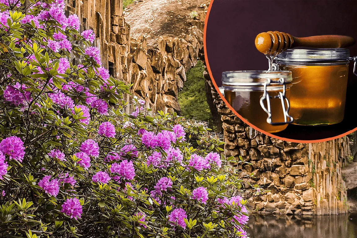 Rhododendron honey can actually have the same effect on you as LSD