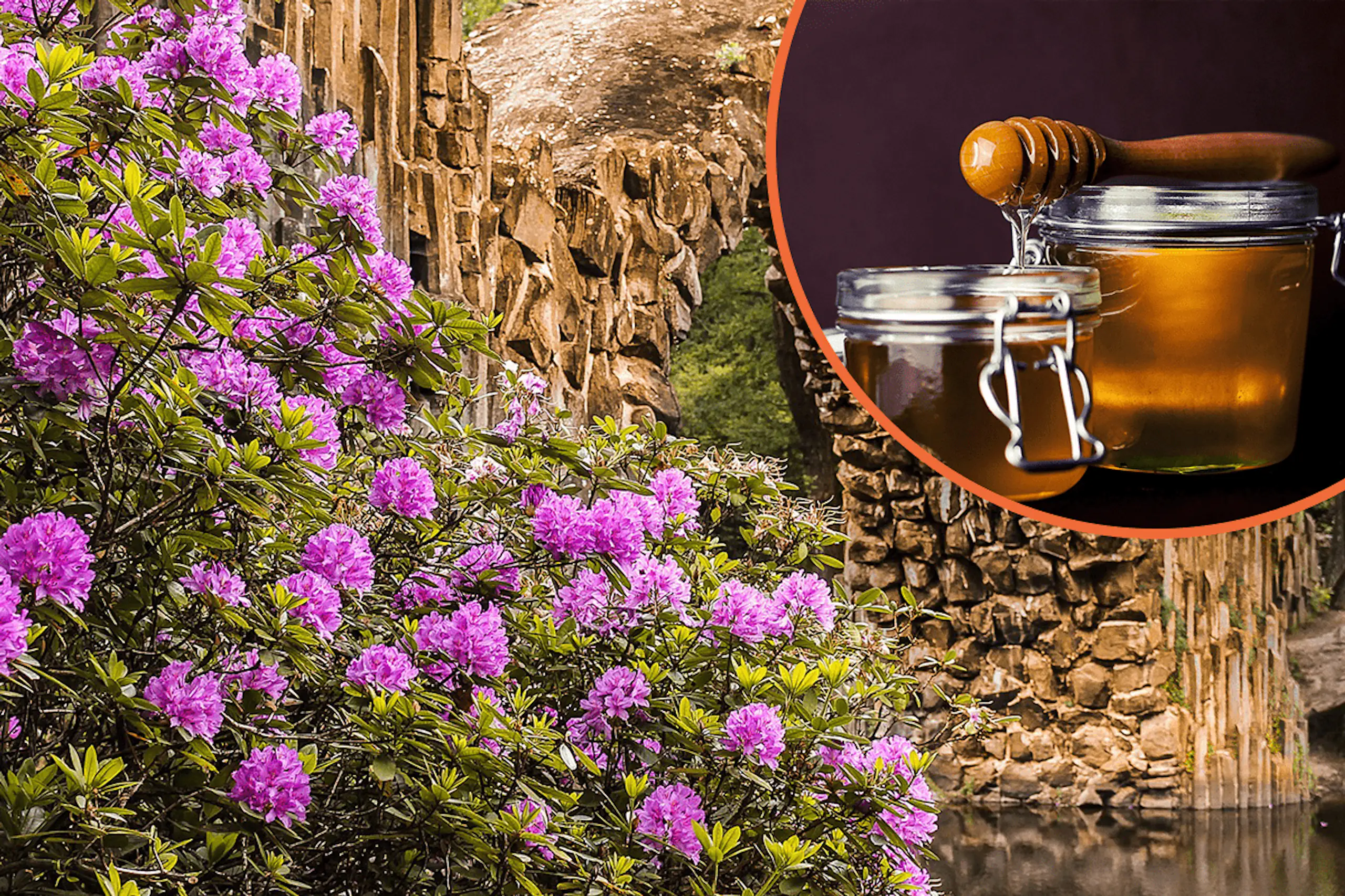 Rhododendron honey can actually have the same effect on you as LSD