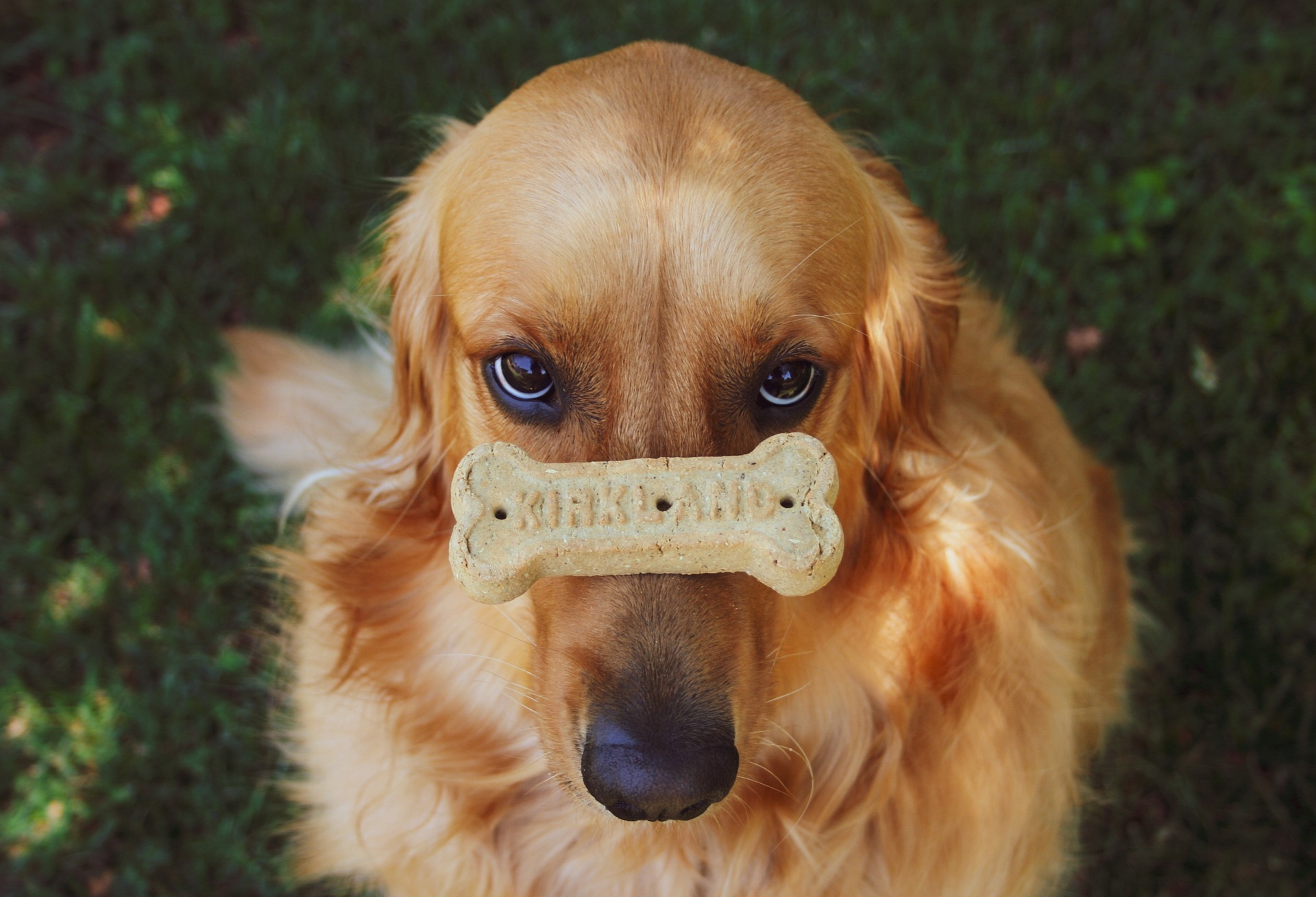 Dog biscuit world food days 